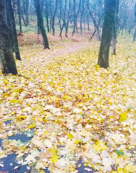 Яркий Парк Покрытый Желтыми Листьями Естественный Фон — стоковое фото