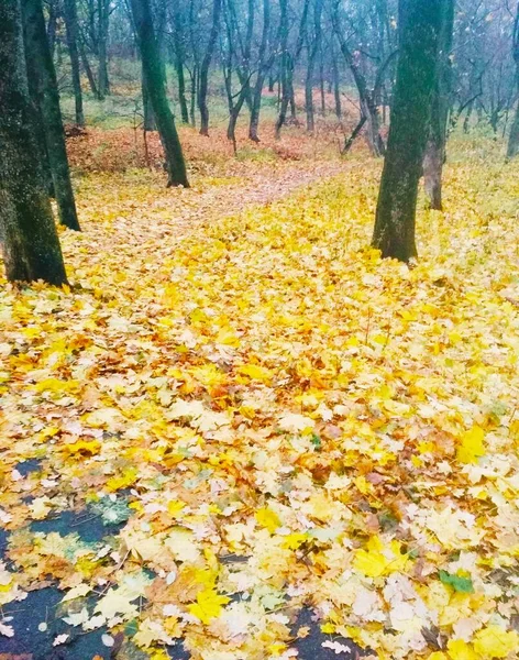 Яркий Парк Покрытый Желтыми Листьями Естественный Фон — стоковое фото