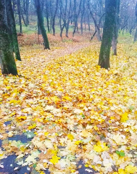 Ljus Park Täckt Med Gulnade Blad Naturlig Bakgrund — Stockfoto