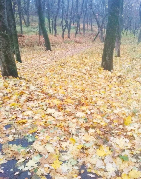 Jasny Park Pokryty Żółtymi Liśćmi Naturalne Tło — Zdjęcie stockowe