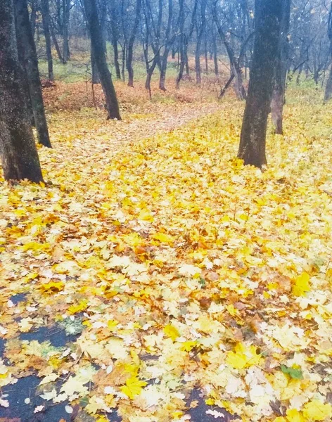 Fényes Park Borított Sárgás Levelek Természetes Háttér — Stock Fotó