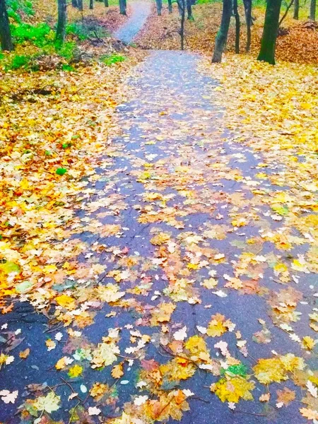 Осенний Яркий Лес Покрытый Пожелтевшими Листьями Природный Фон — стоковое фото