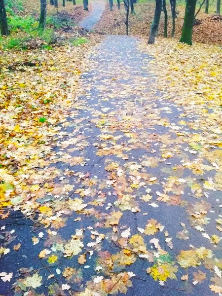 Осенний Яркий Лес Покрытый Пожелтевшими Листьями Природный Фон — стоковое фото