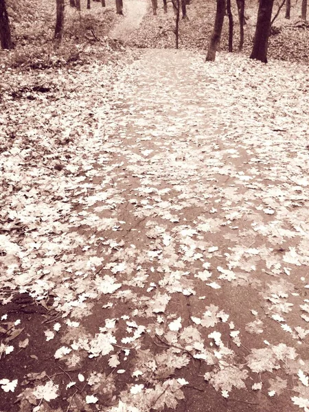 Bosque Brillante Otoño Cubierto Hojas Amarillentas Fondo Natural —  Fotos de Stock