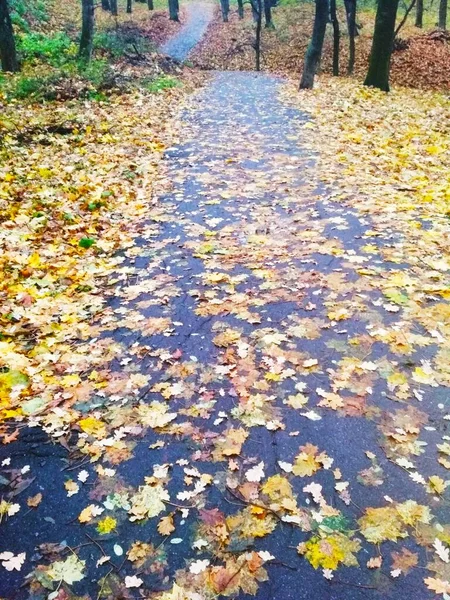 Bosque Brillante Otoño Cubierto Hojas Amarillentas Fondo Natural — Foto de Stock