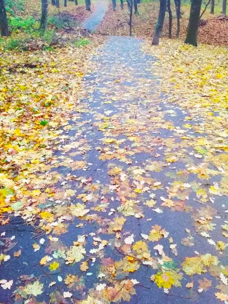 Bosque Brillante Otoño Cubierto Hojas Amarillentas Fondo Natural —  Fotos de Stock