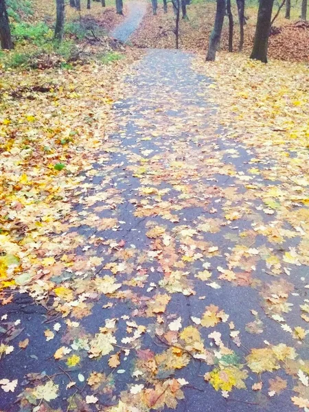 Sarı yapraklarla kaplı sonbahar ormanı, doğal arka plan. 