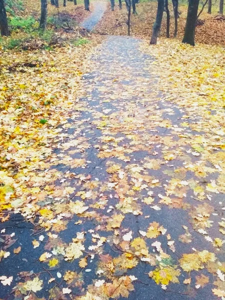 黄色の葉で覆われた秋の明るい森 自然背景 — ストック写真