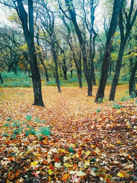 Heller Herbstpark Mit Vergilbten Blättern Bedeckt — Stockfoto