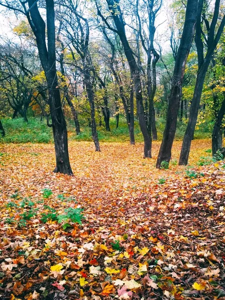 Heller Herbstpark Mit Vergilbten Blättern Bedeckt — Stockfoto