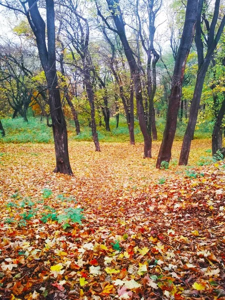 Sarı Yapraklarla Kaplı Parlak Sonbahar Parkı — Stok fotoğraf