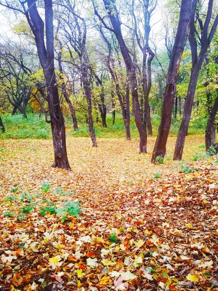 Sarı Yapraklarla Kaplı Parlak Sonbahar Parkı — Stok fotoğraf