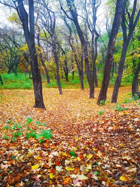 Parque Otoño Brillante Cubierto Hojas Amarillentas —  Fotos de Stock