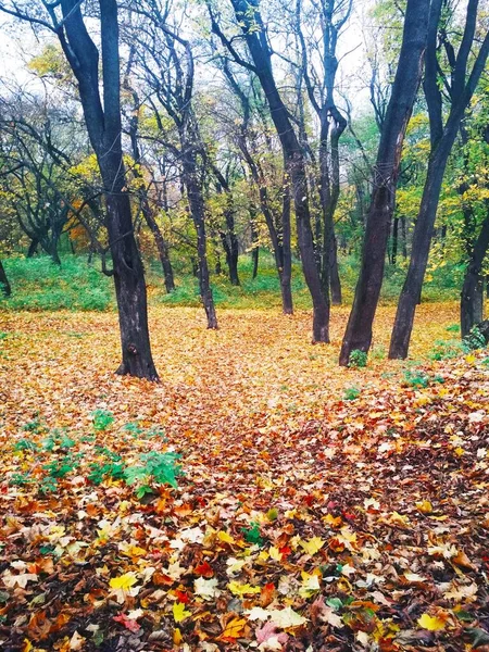 Sarı yapraklarla kaplı Parlak sonbahar parkı 