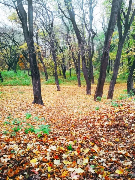 Parque Outono Brilhante Coberto Com Folhas Amareladas — Fotografia de Stock