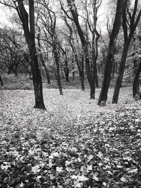 Jasny Jesienny Park Pokryty Żółtymi Liśćmi — Zdjęcie stockowe