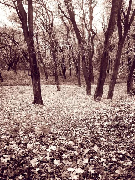 Φωτεινό Πάρκο Του Φθινοπώρου Καλυμμένο Κίτρινα Φύλλα — Φωτογραφία Αρχείου