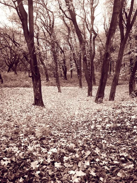 Sarı yapraklarla kaplı Parlak sonbahar parkı 