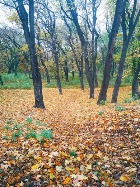 Parque Otoño Brillante Cubierto Hojas Amarillentas — Foto de Stock