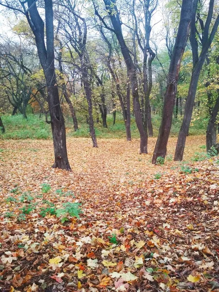 Bright Autumn Park Covered Yellowed Leaves — Stock Photo, Image