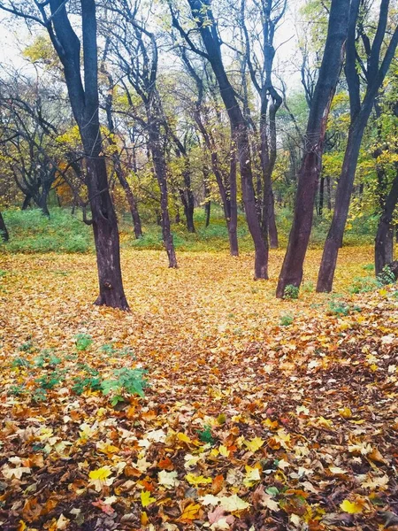 Светлый Осенний Парк Покрытый Желтыми Листьями — стоковое фото