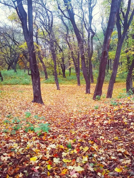 Sarı yapraklarla kaplı Parlak sonbahar parkı 