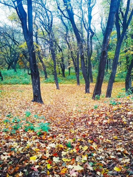 Sarı yapraklarla kaplı Parlak sonbahar parkı 