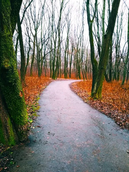 Sonbaharın sonlarında, yağmurdan sonra parktan geçen patika. 