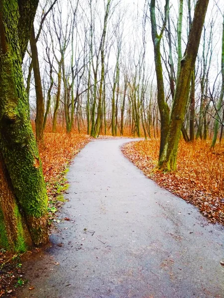 Ścieżka Przez Park Deszczu Późna Jesień — Zdjęcie stockowe