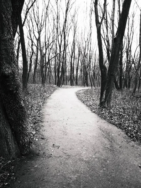 Ścieżka Przez Park Deszczu Późna Jesień — Zdjęcie stockowe