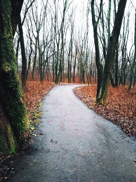 雨の後の公園を通る道 — ストック写真