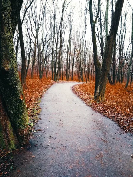 Путь Через Парк После Дождя Поздней Осенью — стоковое фото