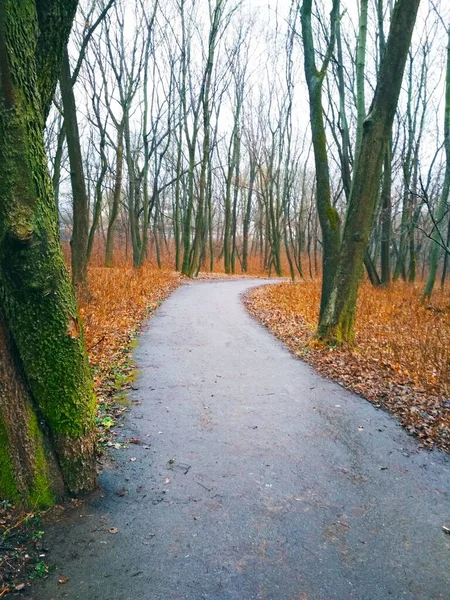 Sentiero Attraverso Parco Dopo Pioggia Fine Autunno — Foto Stock