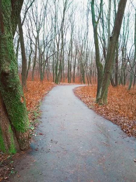 Sonbaharın sonlarında, yağmurdan sonra parktan geçen patika. 