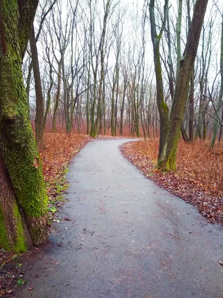 Шлях Через Парк Після Дощу Пізня Осінь — стокове фото