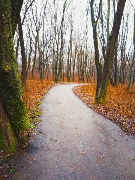 Sonbaharın sonlarında, yağmurdan sonra parktan geçen patika. 