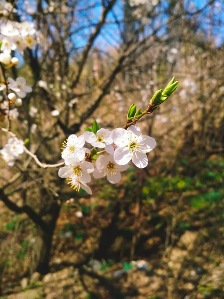 樱桃树开花 自然背景 一年四季春 — 图库照片