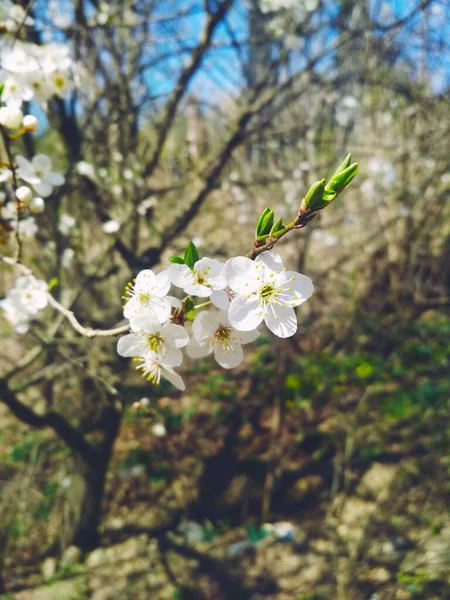 Kirschbaum Blüte Natürlicher Hintergrund Jährlicher Frühling — Stockfoto