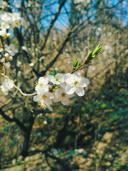 Cerisier Fleur Fond Naturel Printemps Annuel — Photo