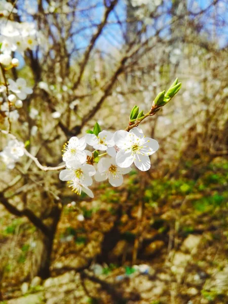 Ciliegio Fiore Sfondo Naturale Primavera Annuale — Foto Stock