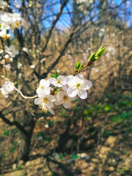 Cherry Tree Blossom Natural Background Yearly Spring — Stock Photo, Image