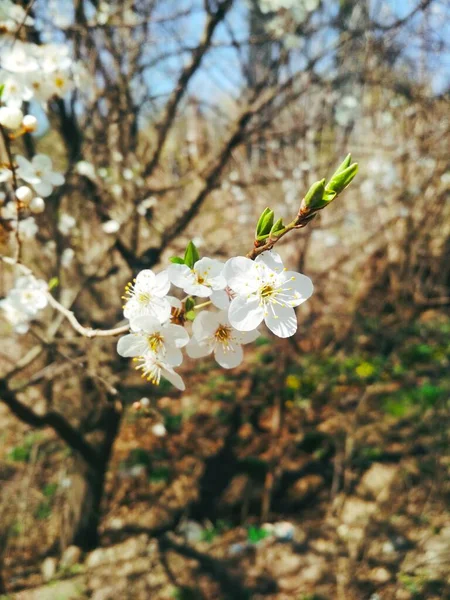 Cerisier Fleur Fond Naturel Printemps Annuel — Photo