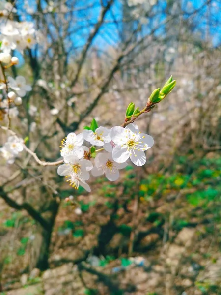 Cherry Tree Blossom Natural Background Yearly Spring — Stock Photo, Image