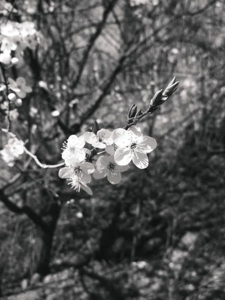 Çiçekli Kiraz Ağacı Doğal Arka Plan Yıllık Bahar — Stok fotoğraf