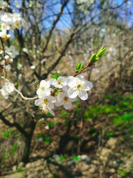 Kersenboom Bloesem Natuurlijke Achtergrond Jaarlijkse Lente — Stockfoto