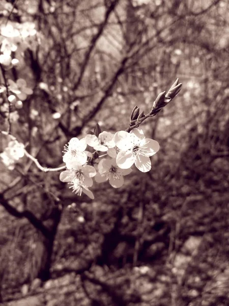 Вишневе Дерево Цвітіння Природний Фон Щорічна Весна — стокове фото