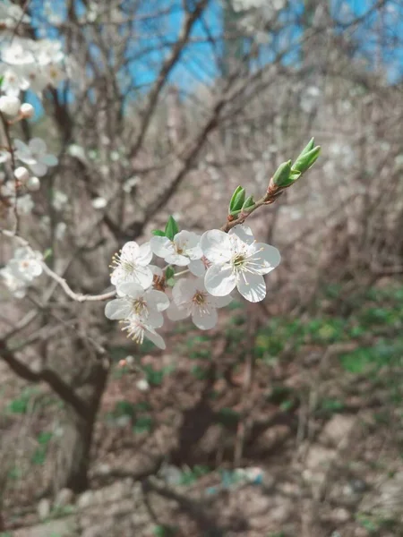 Cerejeira Flor Fundo Natural Primavera Anual — Fotografia de Stock