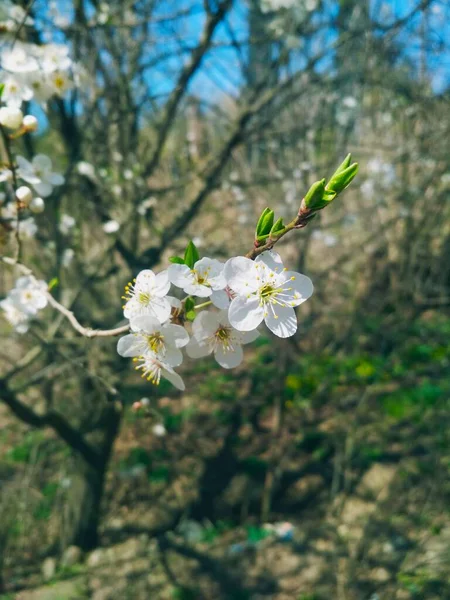 Ciliegio Fiore Sfondo Naturale Primavera Annuale — Foto Stock