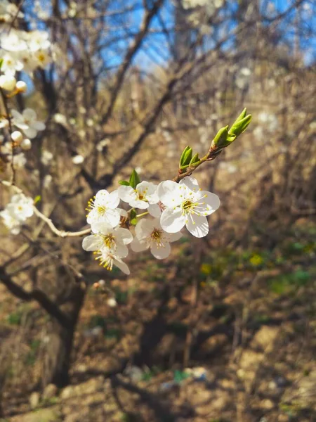 Körsbärsträd Blom Naturlig Bakgrund Årlig Vår — Stockfoto