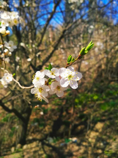 Цветущая Вишня Природный Фон Весна — стоковое фото